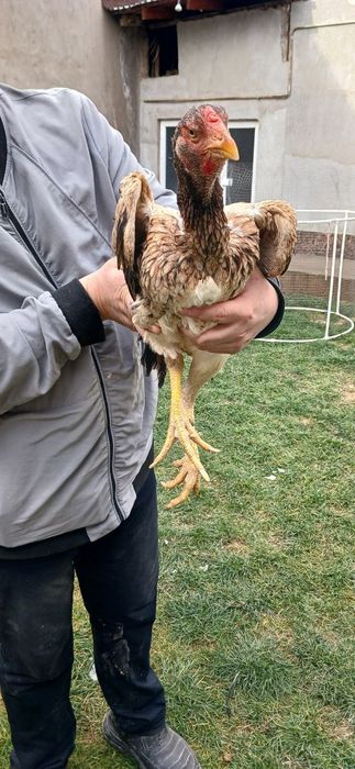 Dakan tovu sotlad Toshenda