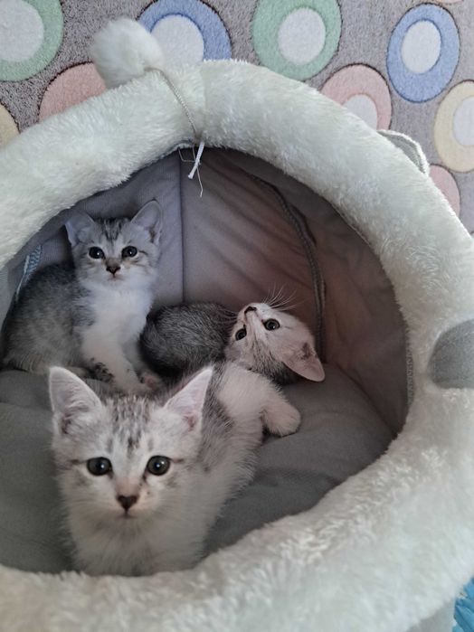 Отдам котят в добрые руки