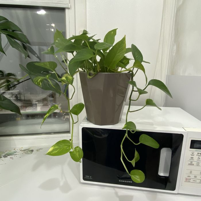 Продам цветы комнатные