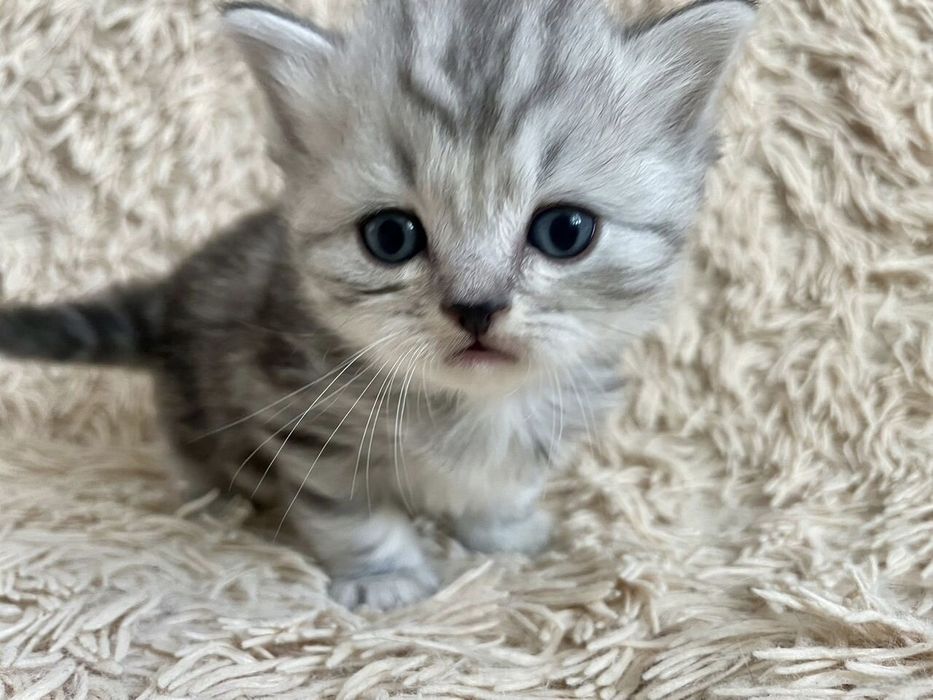 Британские котята