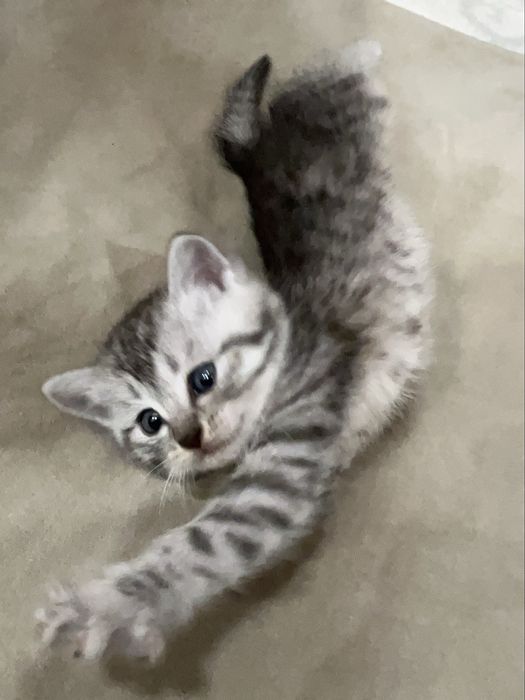котята продаются!