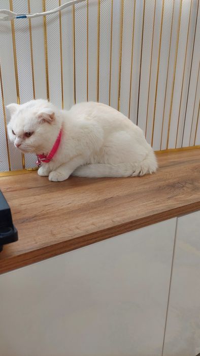 Котёнок продаётся