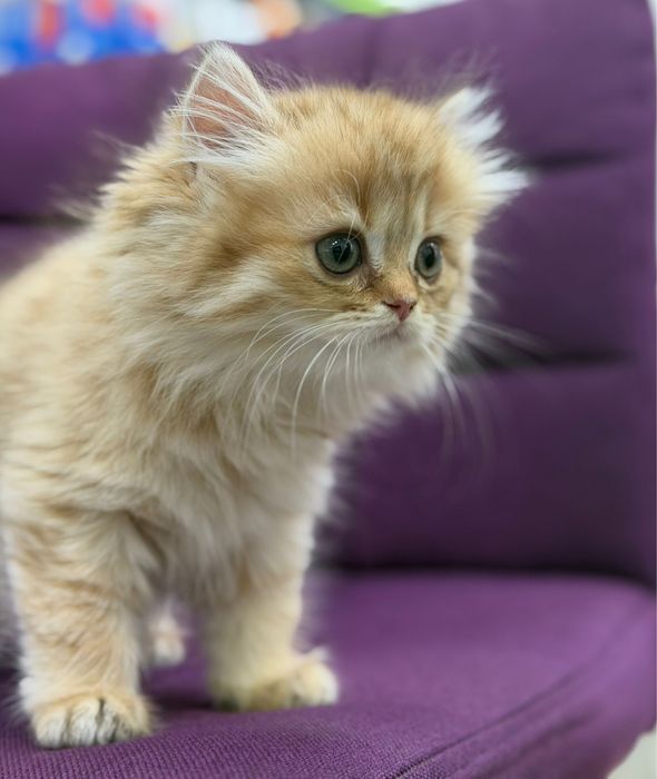 Fetita British Longhair
