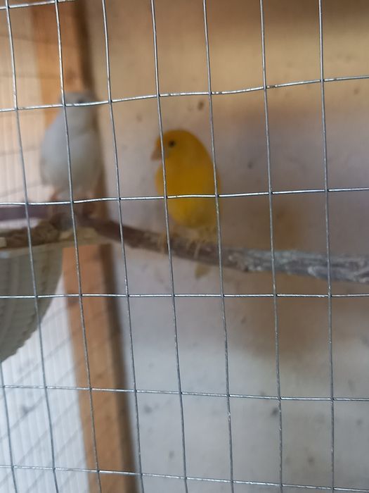 Канарейки продам.