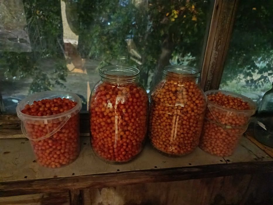 Облепиха свежая дачная