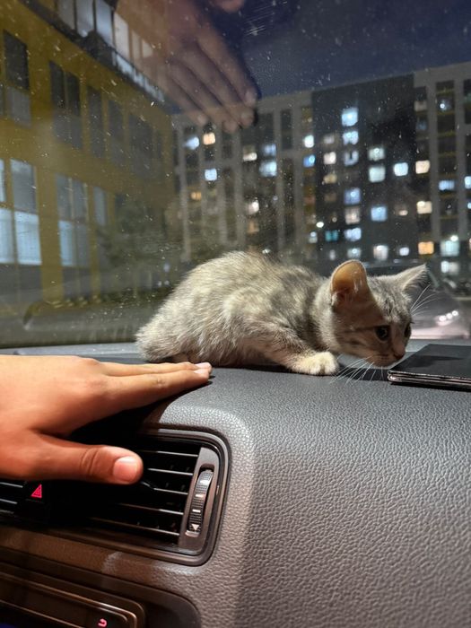 Кошка котенок котята