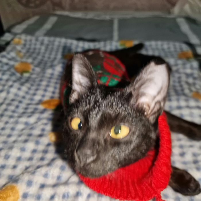 Котёнок с изюммнкой