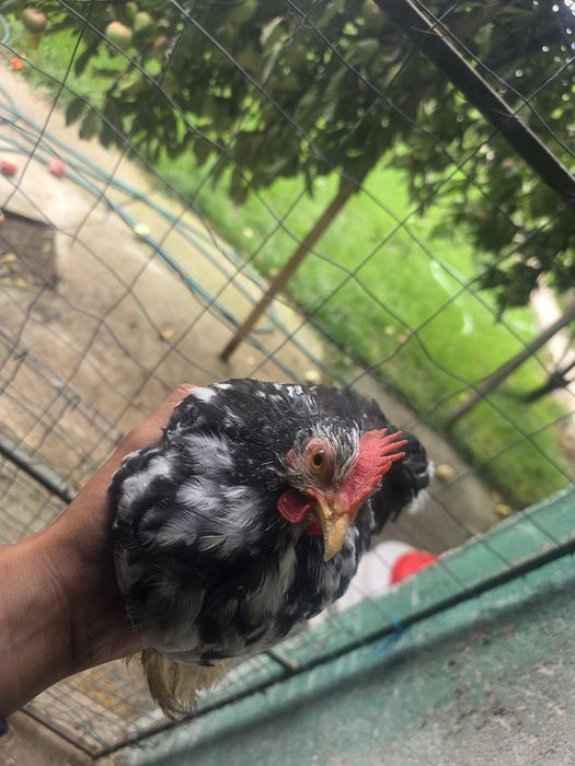 Pereche tânără cochinchina pitic