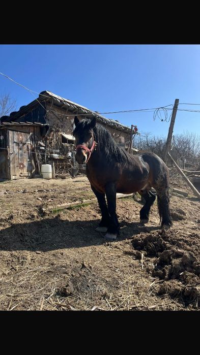 Vând armăsar ardenez Vârsta 2 ani și 10 luni