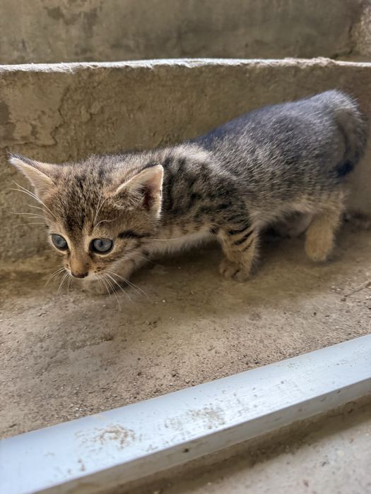 Подаряват се котета