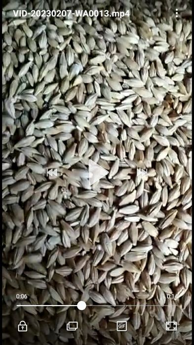 Ячмень, арпа. В мешках.