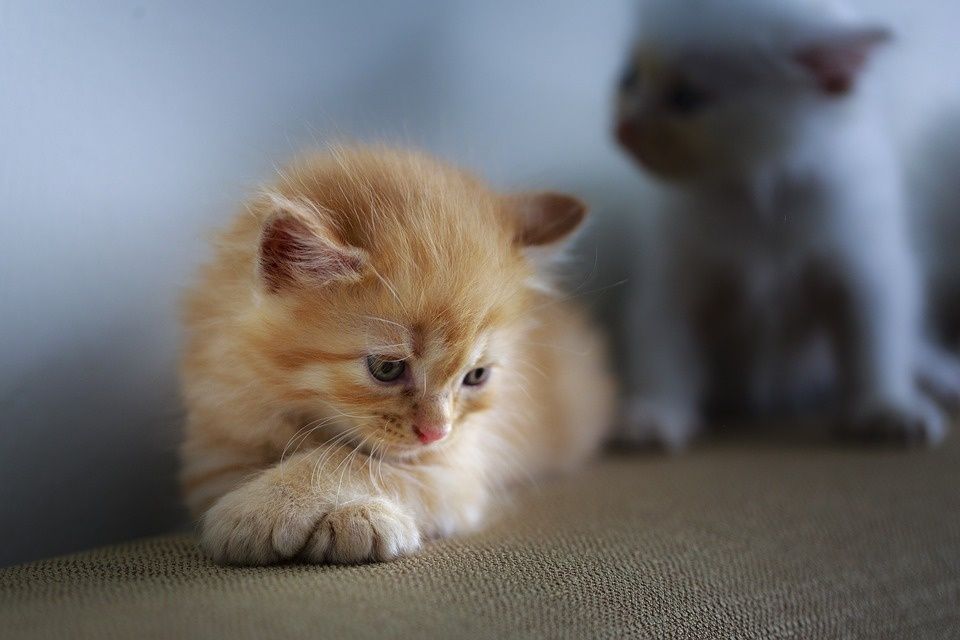 Подарявам котета