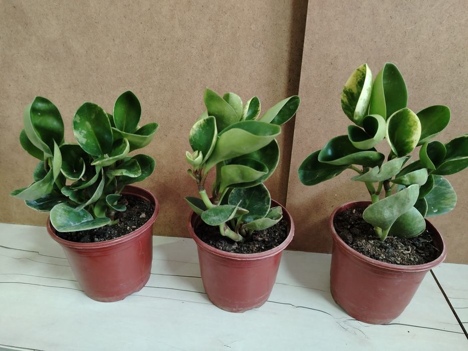 Пеперомия выращено в Казахстане