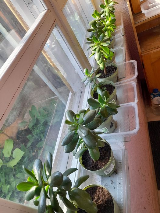 Arborele de jad. Crassula Ovata