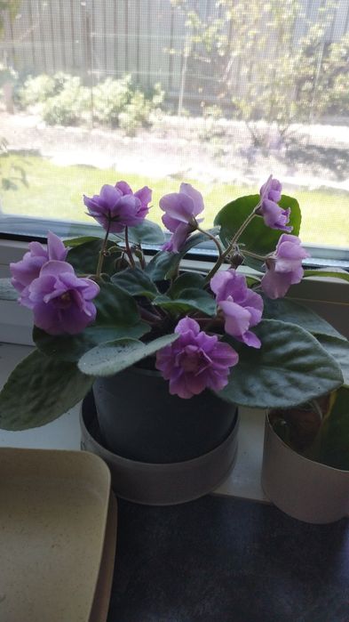 Продам комнатные цветы и растения