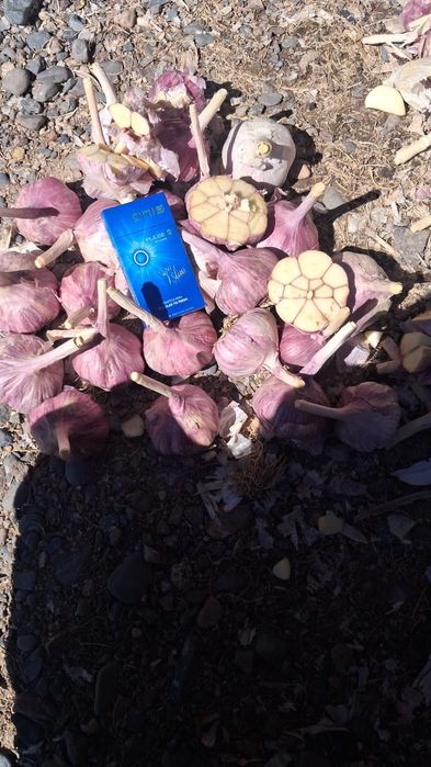 Чеснок по оптовой цене