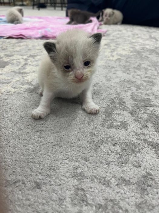 Отдам котят по 2500тг!