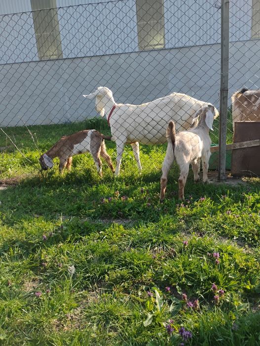 Tapisor anglonubian cu nobila germana