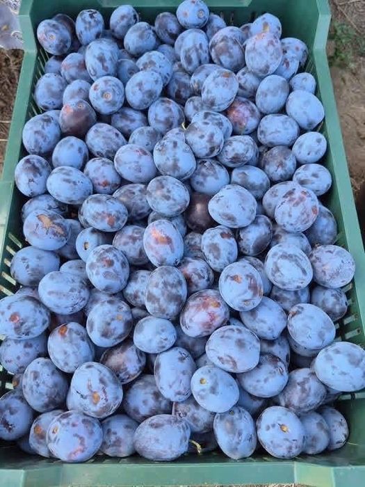 Vand prune de Tuica