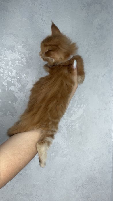 Котята мейн кун продажа