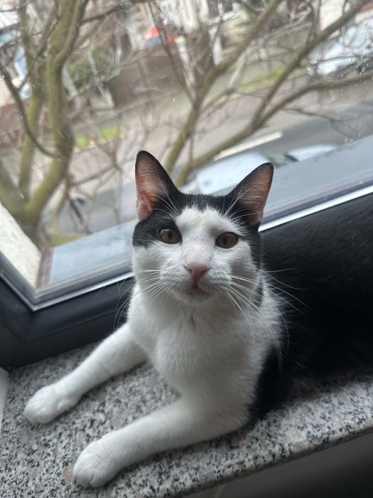 Simpaticul isi cauta o familie