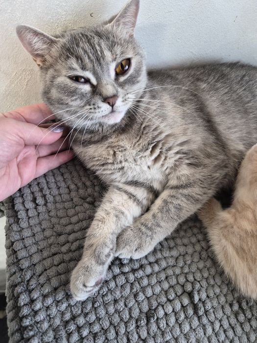 Британско мъжко коте