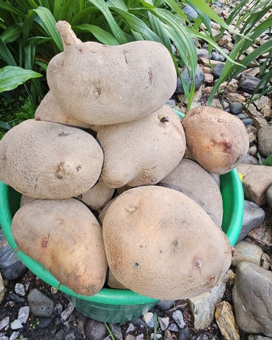 Продам картофель