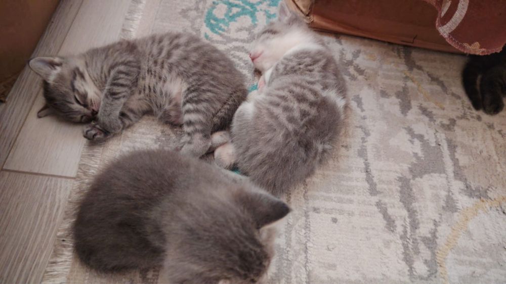 Отдаем даром домашних котят