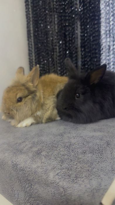 Quyon bollari sotiladi zoti toza Sherkalla