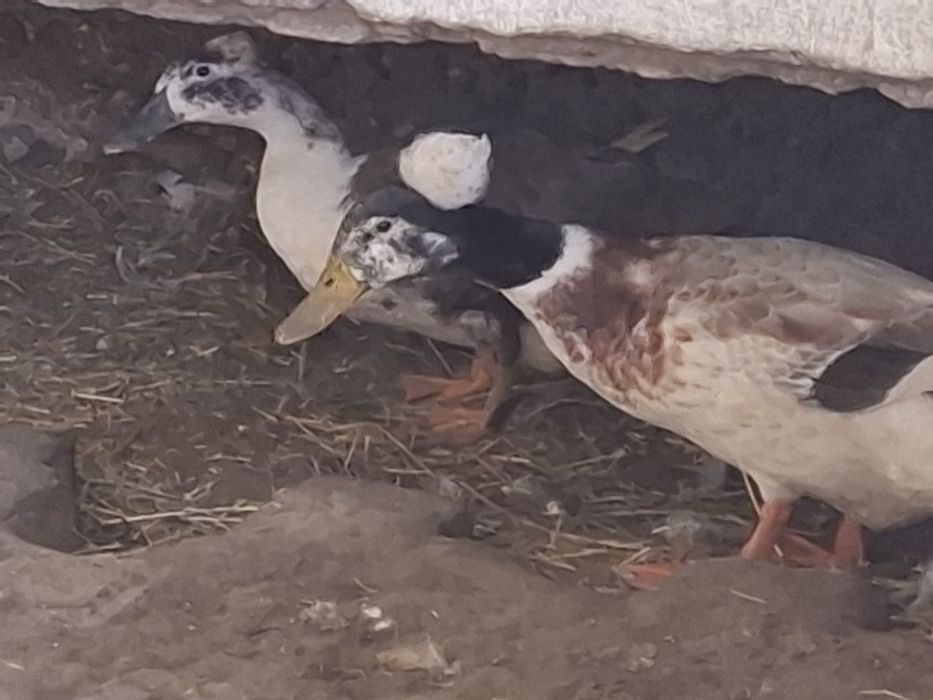 Vând Rață+Rățoi Stupini Brașov
