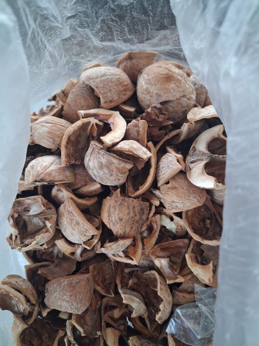 скарлупа и перегородкигрецкого ореха туркестанская область. село саркы