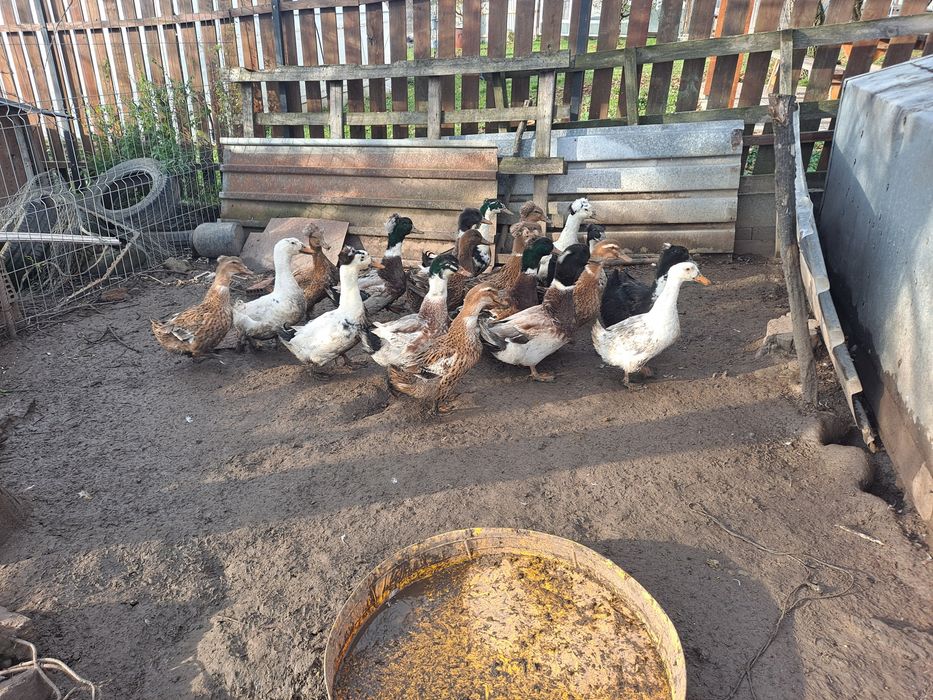 Vând rățoi pt sacrificat