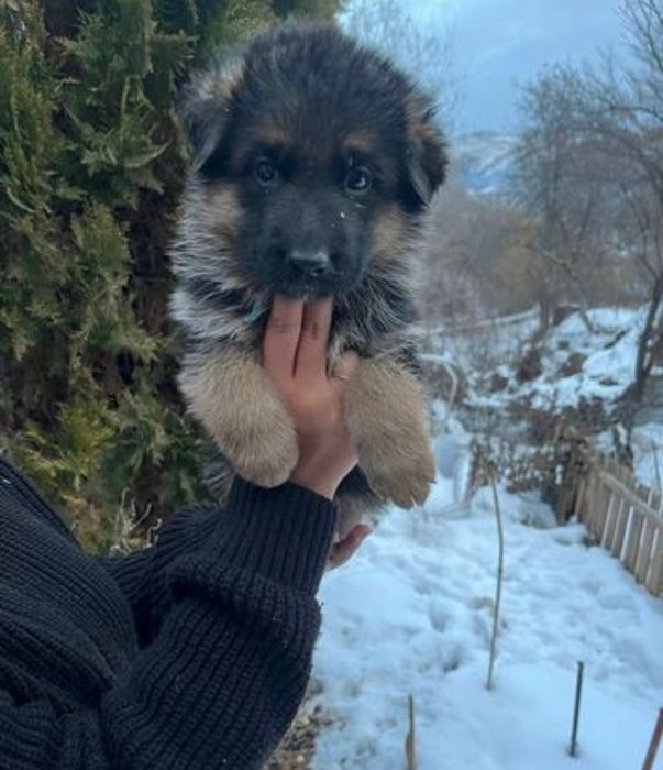 продам щенка немецкая овчарка