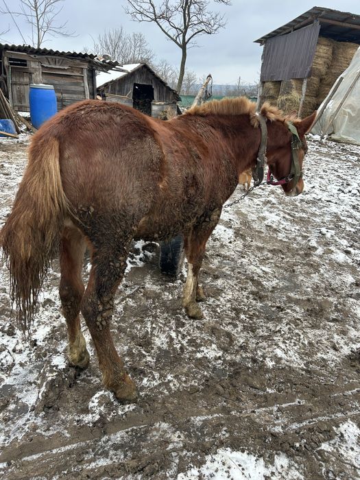 Mânz de 8 luni bland