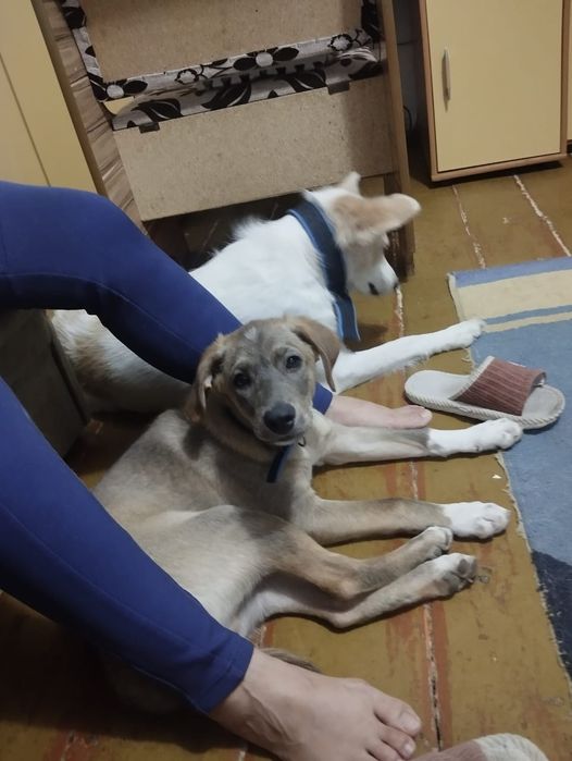 Щенок привитый мальчик 3 месяца