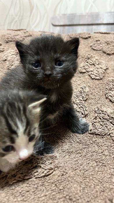 Хороший друг для Вас