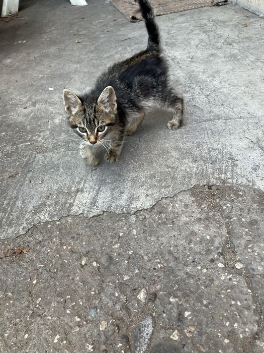 Подаряват се котенца