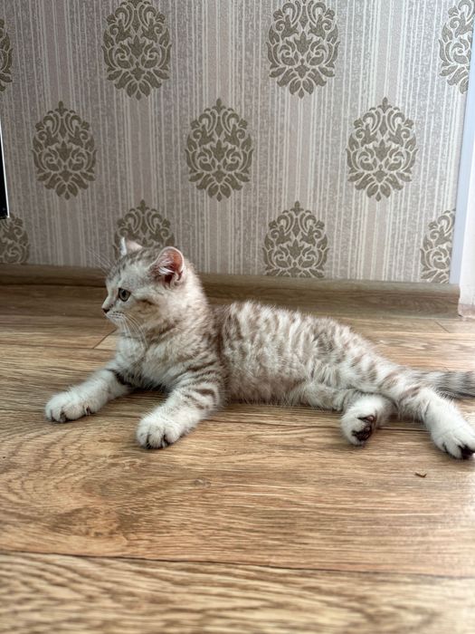 Продается британский котенок