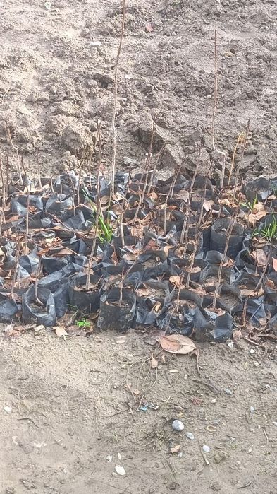 Pista sotiladi. Bobotog' va Eron xandon.