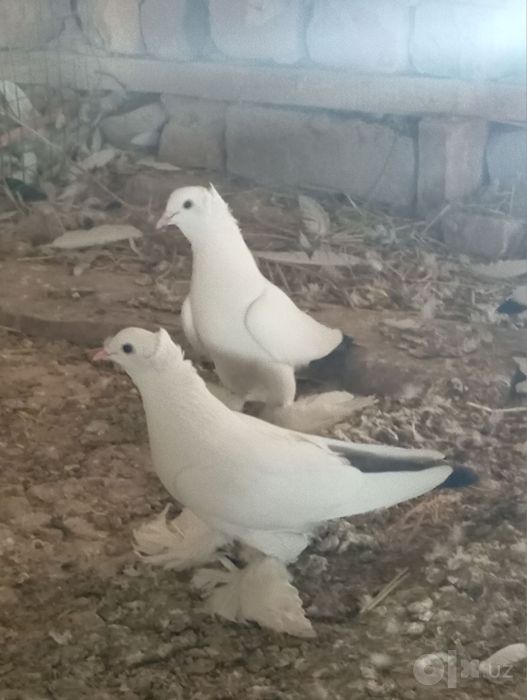 Kabutarlar qora dum