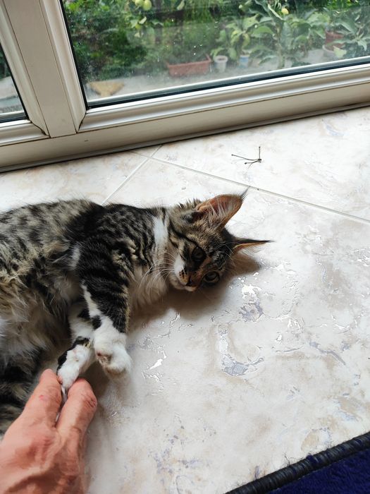 Котёнок 3 месяца девочка