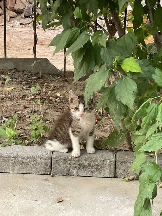 Котята. Отдам в хорошие руки