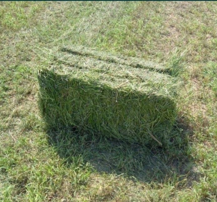 Жоңышқа шоп Сатылады