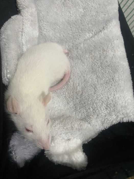 Крысята игривые ручные