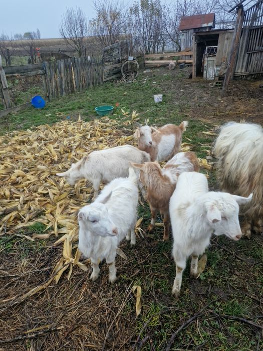 Vand 2 capre si iezii