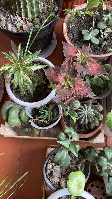 Комнатные цветы