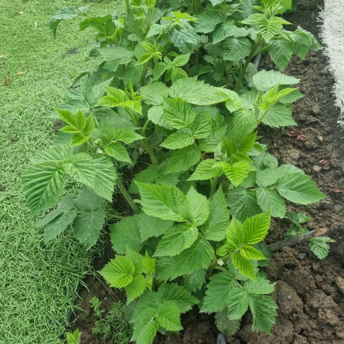 Саженцы  малины сорт Полька