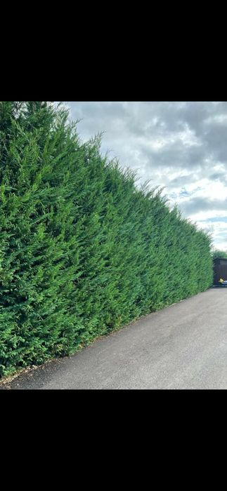 Leylandi 3m + oferta !