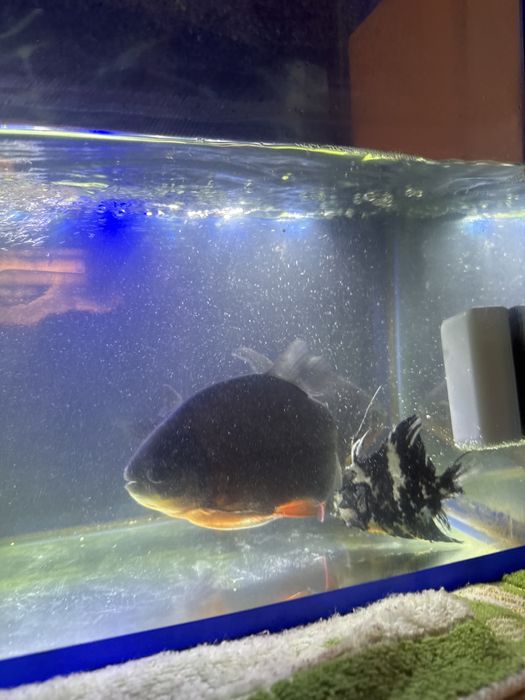 Akvarium baliqlari so