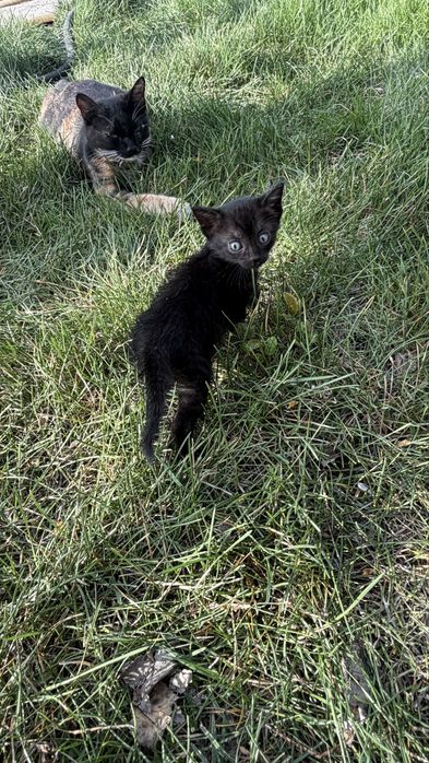 Отдам котят в добрые руки !